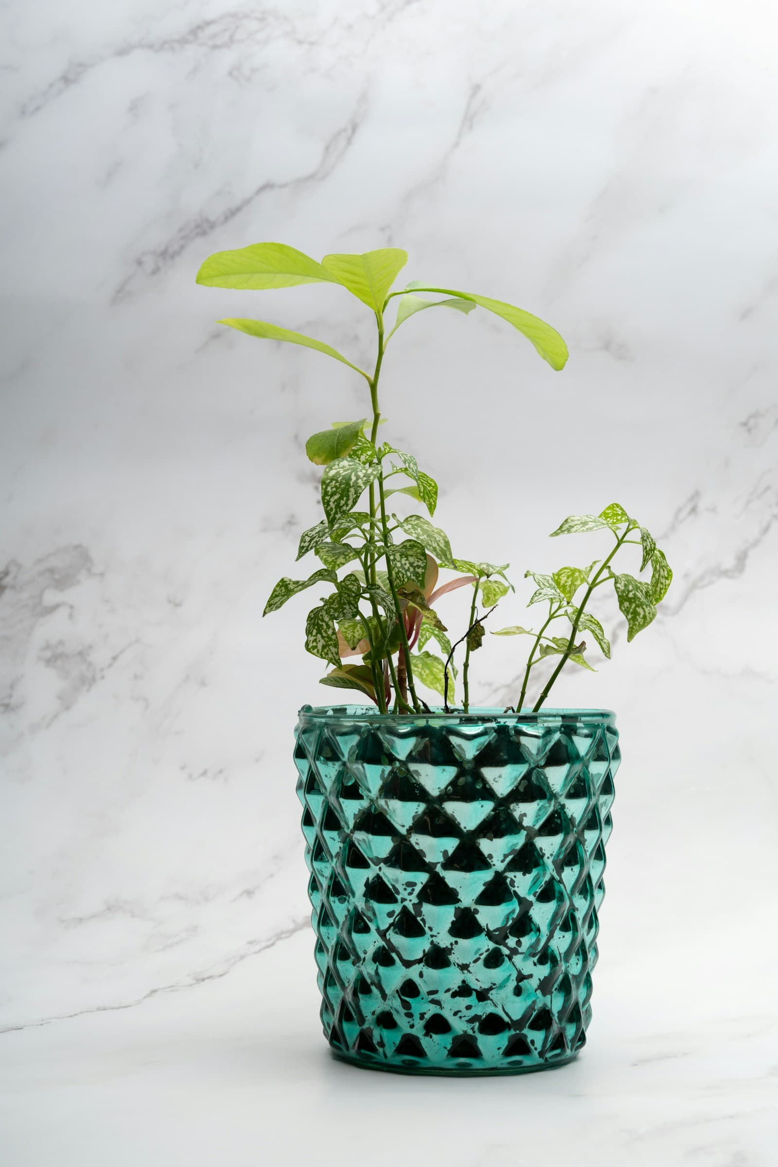 Green leafy plant in a textured aqua glass planter